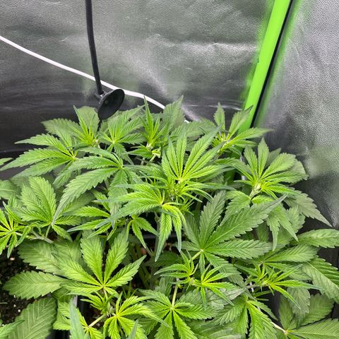 Papaya Cookies Auto growlog timeline photo