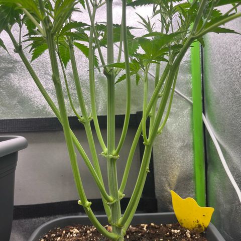 Papaya Cookies Auto growlog timeline photo