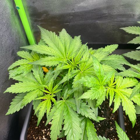 Banana Purple Punch Auto growlog timeline photo