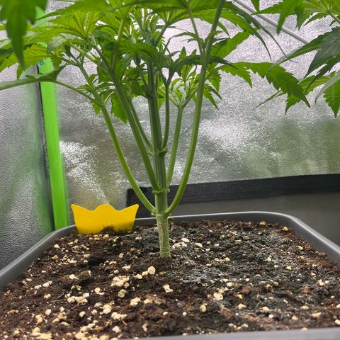 Banana Purple Punch Auto growlog timeline photo