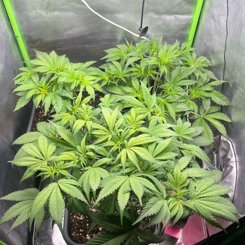 Banana Purple Punch Auto growlog timeline photo