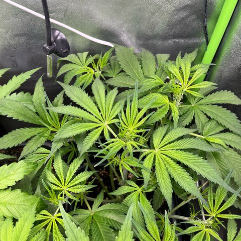 Papaya Cookies Auto growlog timeline photo