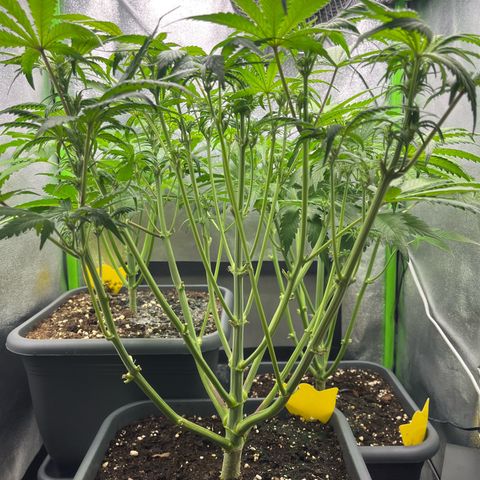 Strawberry Gorilla Auto growlog timeline photo