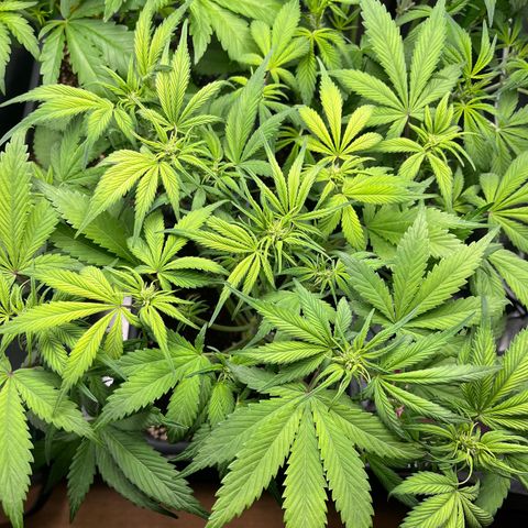 Strawberry Gorilla Auto growlog timeline photo