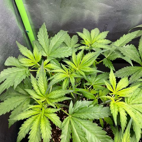 Banana Purple Punch Auto growlog timeline photo
