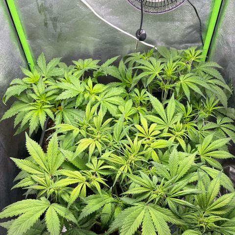 Banana Purple Punch Auto growlog timeline photo