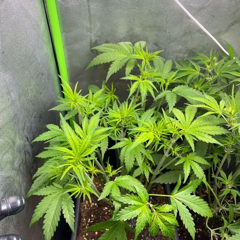 Banana Purple Punch Auto growlog timeline photo