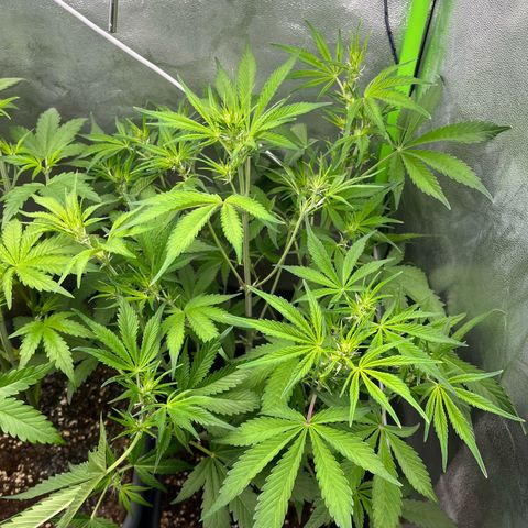 Papaya Cookies Auto growlog timeline photo
