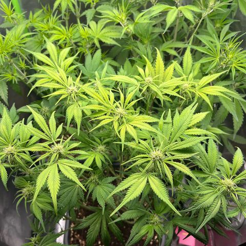 Strawberry Gorilla Auto growlog timeline photo