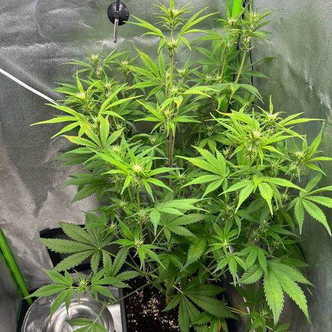 Papaya Cookies Auto growlog timeline photo