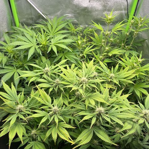 Strawberry Gorilla Auto growlog timeline photo