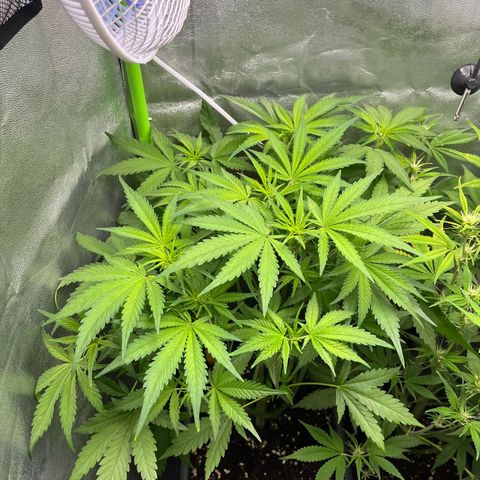 Banana Purple Punch Auto growlog timeline photo