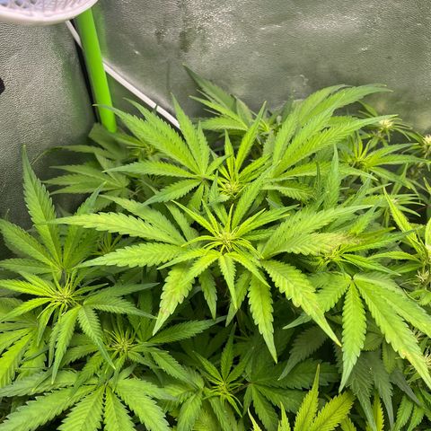 Banana Purple Punch Auto growlog timeline photo