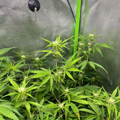 Papaya Cookies Auto growlog timeline photo