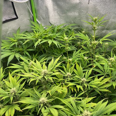 Papaya Cookies Auto growlog timeline photo