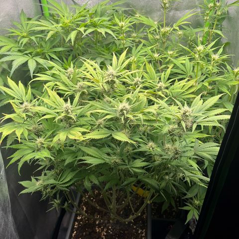 Strawberry Gorilla Auto growlog timeline photo