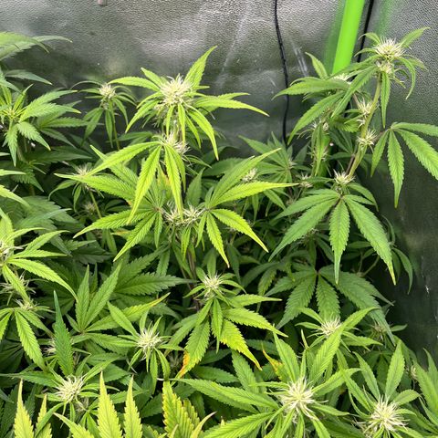 Papaya Cookies Auto growlog timeline photo