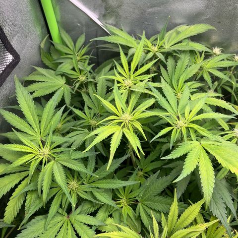 Banana Purple Punch Auto growlog timeline photo
