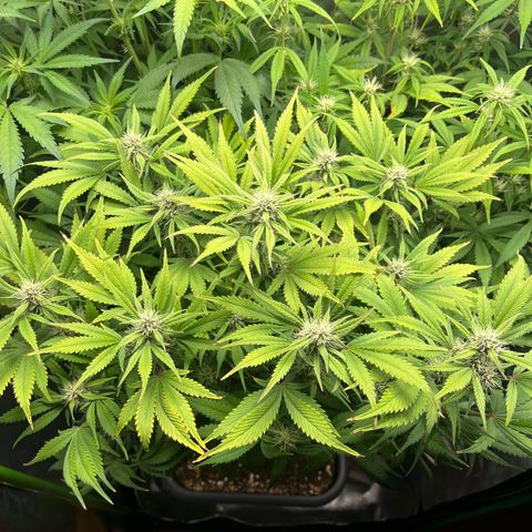 Strawberry Gorilla Auto growlog timeline photo