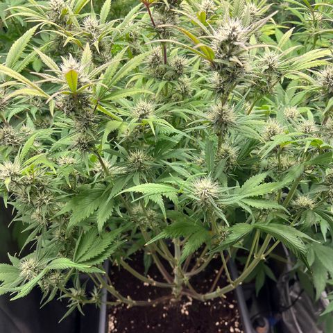 Strawberry Gorilla Auto growlog timeline photo