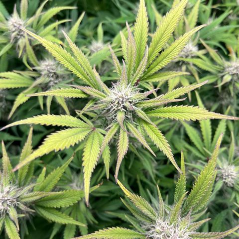Strawberry Gorilla Auto growlog timeline photo