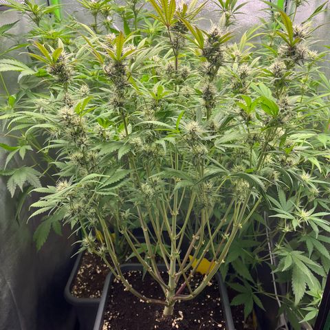 Strawberry Gorilla Auto growlog timeline photo