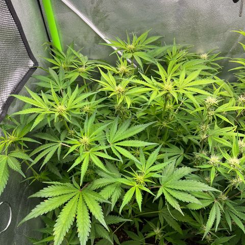 Banana Purple Punch Auto growlog timeline photo