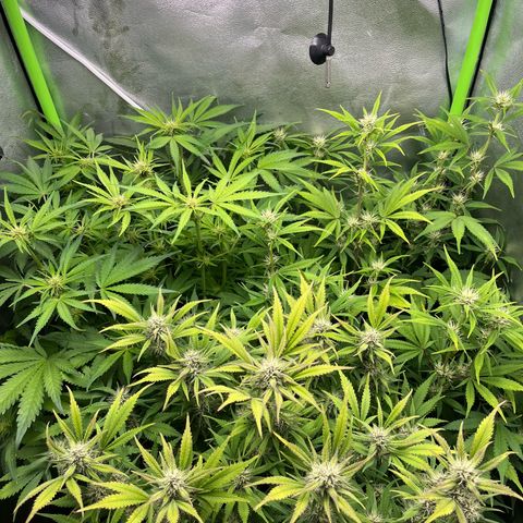 Banana Purple Punch Auto growlog timeline photo