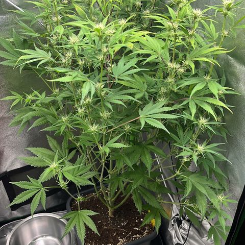 Papaya Cookies Auto growlog timeline photo