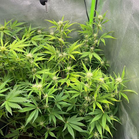 Papaya Cookies Auto growlog timeline photo
