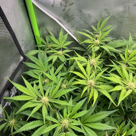 Banana Purple Punch Auto growlog timeline photo