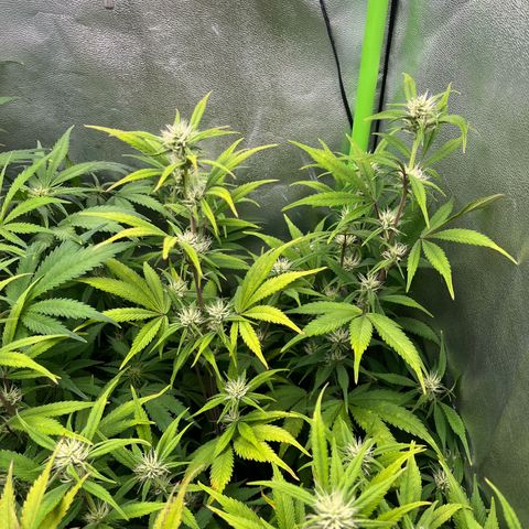 Papaya Cookies Auto growlog timeline photo