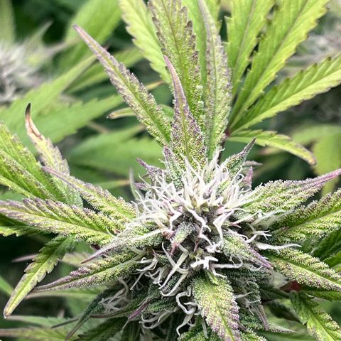 Strawberry Gorilla Auto growlog timeline photo