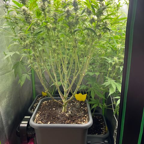 Strawberry Gorilla Auto growlog timeline photo