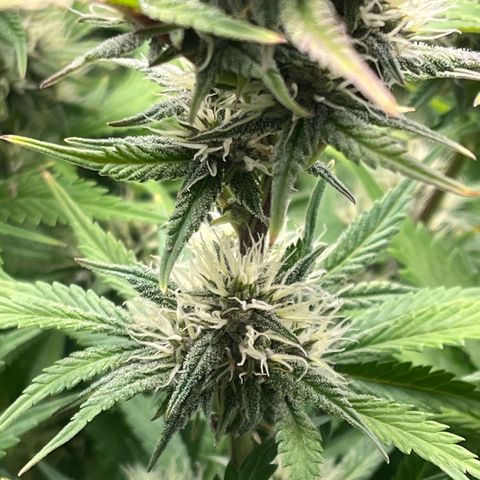 Strawberry Gorilla Auto growlog timeline photo
