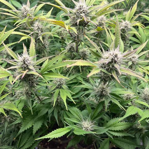 Strawberry Gorilla Auto growlog timeline photo