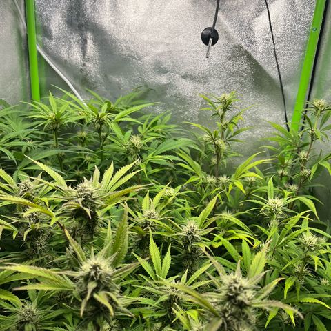 Strawberry Gorilla Auto growlog timeline photo