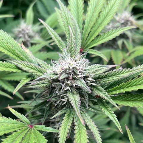 Strawberry Gorilla Auto growlog timeline photo