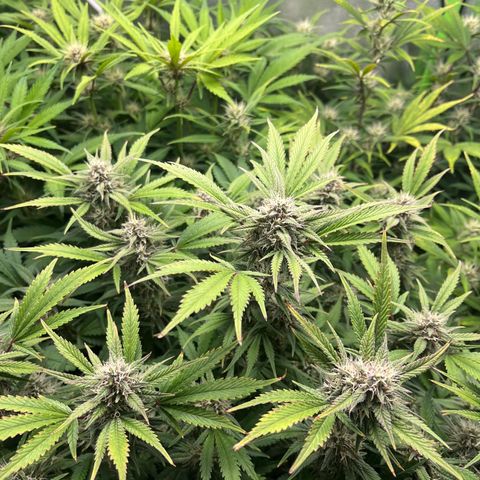 Strawberry Gorilla Auto growlog timeline photo