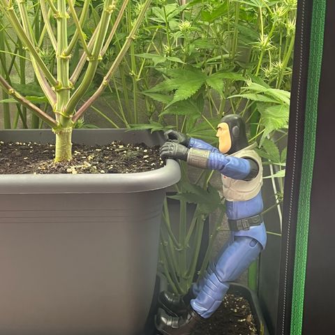 Strawberry Gorilla Auto growlog timeline photo
