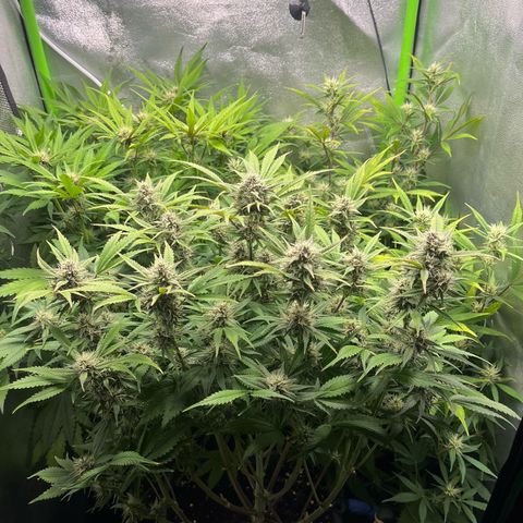 Strawberry Gorilla Auto growlog timeline photo