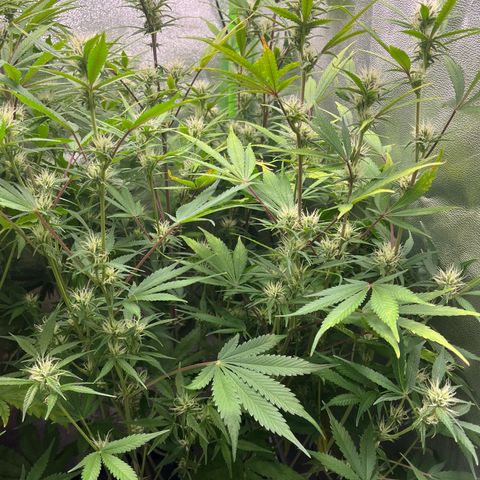 Papaya Cookies Auto growlog timeline photo