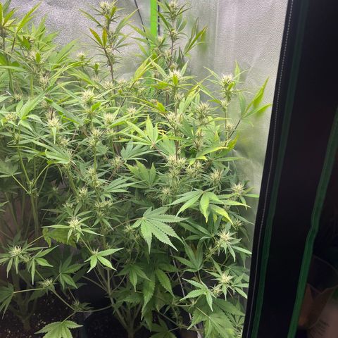 Papaya Cookies Auto growlog timeline photo