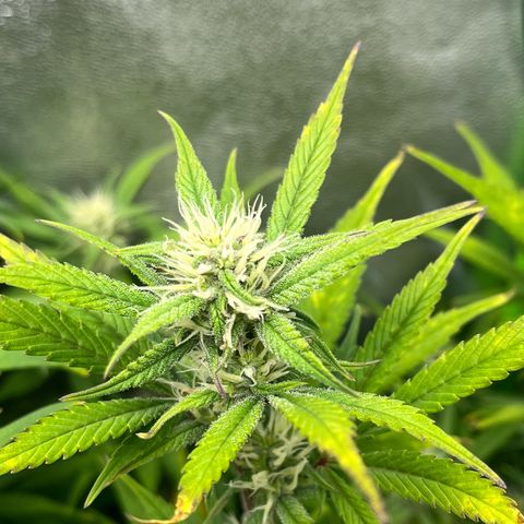 Papaya Cookies Auto growlog timeline photo