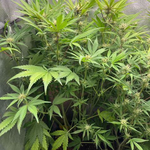 Banana Purple Punch Auto growlog timeline photo