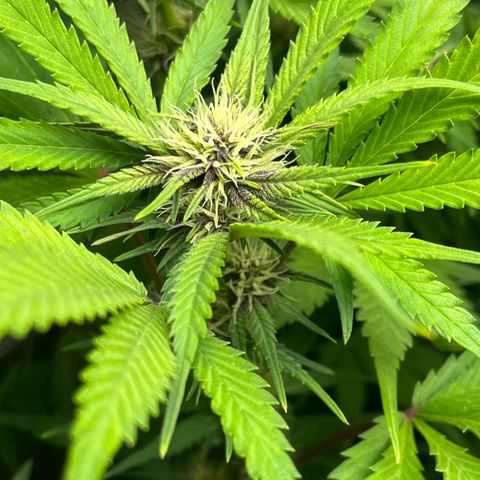 Banana Purple Punch Auto growlog timeline photo
