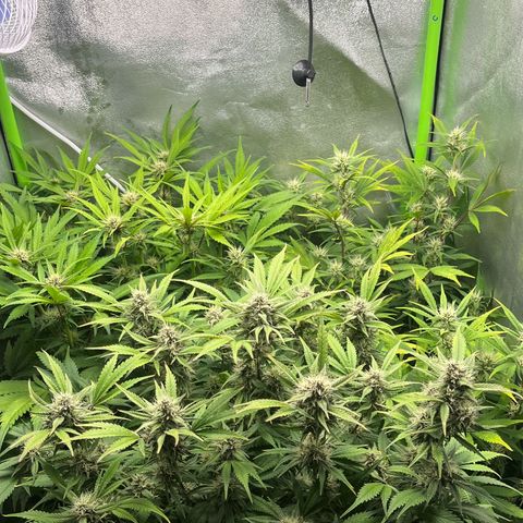 Banana Purple Punch Auto growlog timeline photo