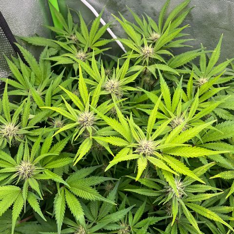 Banana Purple Punch Auto growlog timeline photo