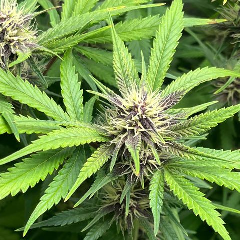 Banana Purple Punch Auto growlog timeline photo