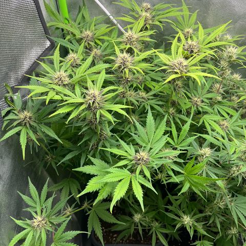 Banana Purple Punch Auto growlog timeline photo